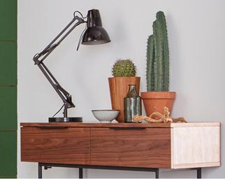 Cacti plants