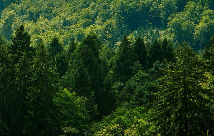 environment