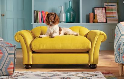 Yellow chesterfield sofa with a cocker spaniel sat on it next to a light blue room
