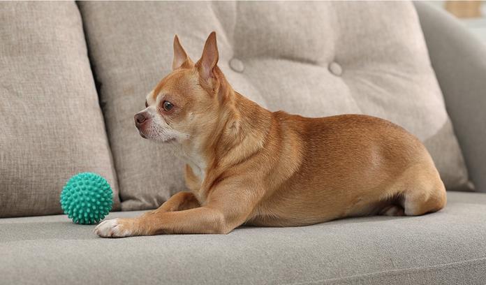 Small dog laid on a beige sofa with a soft green dog toy