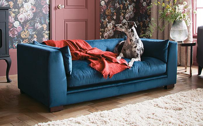 Large black and white dog laid on a blue velet sofa with a red throw