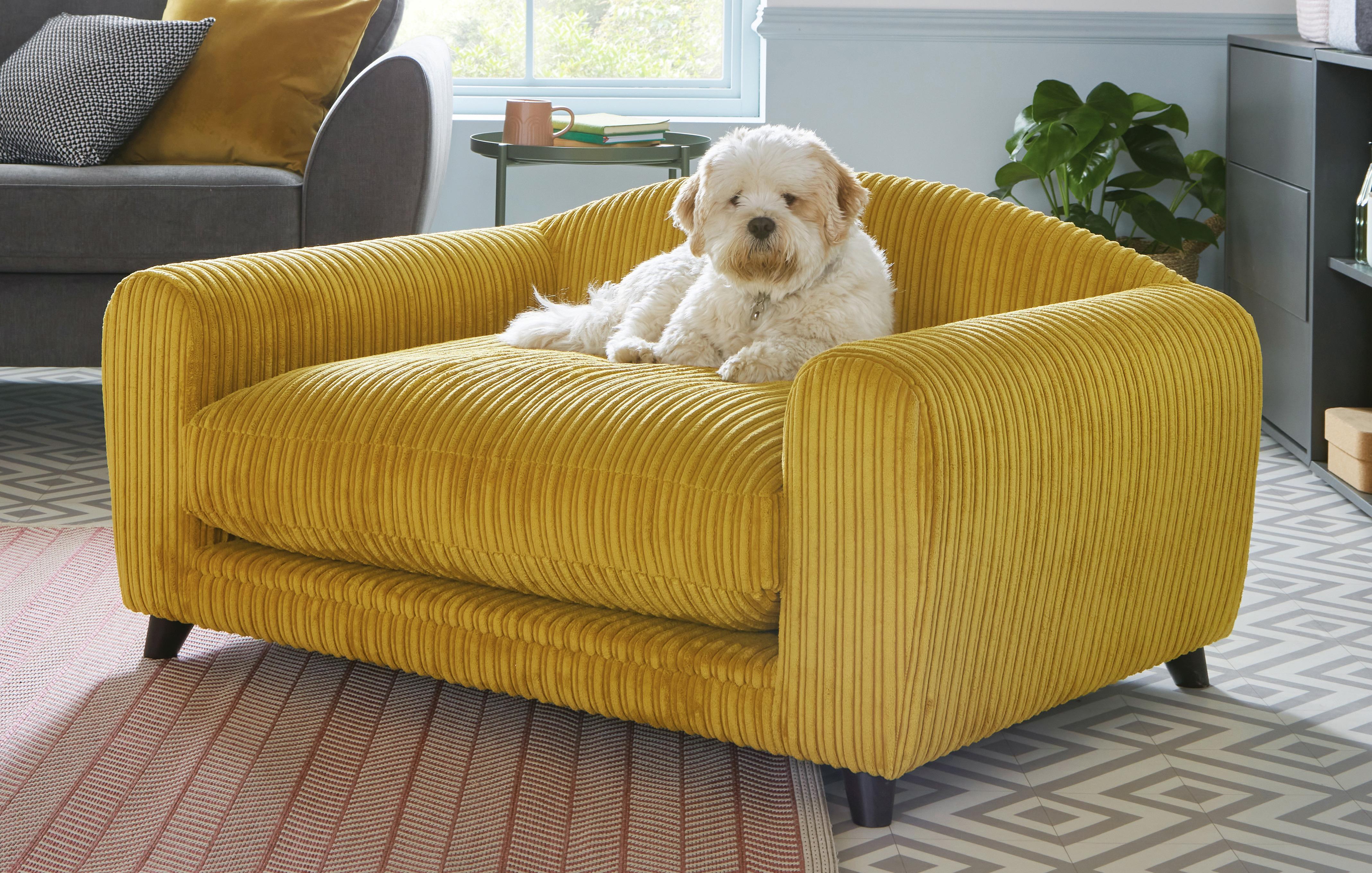 Fancy shop dog couch