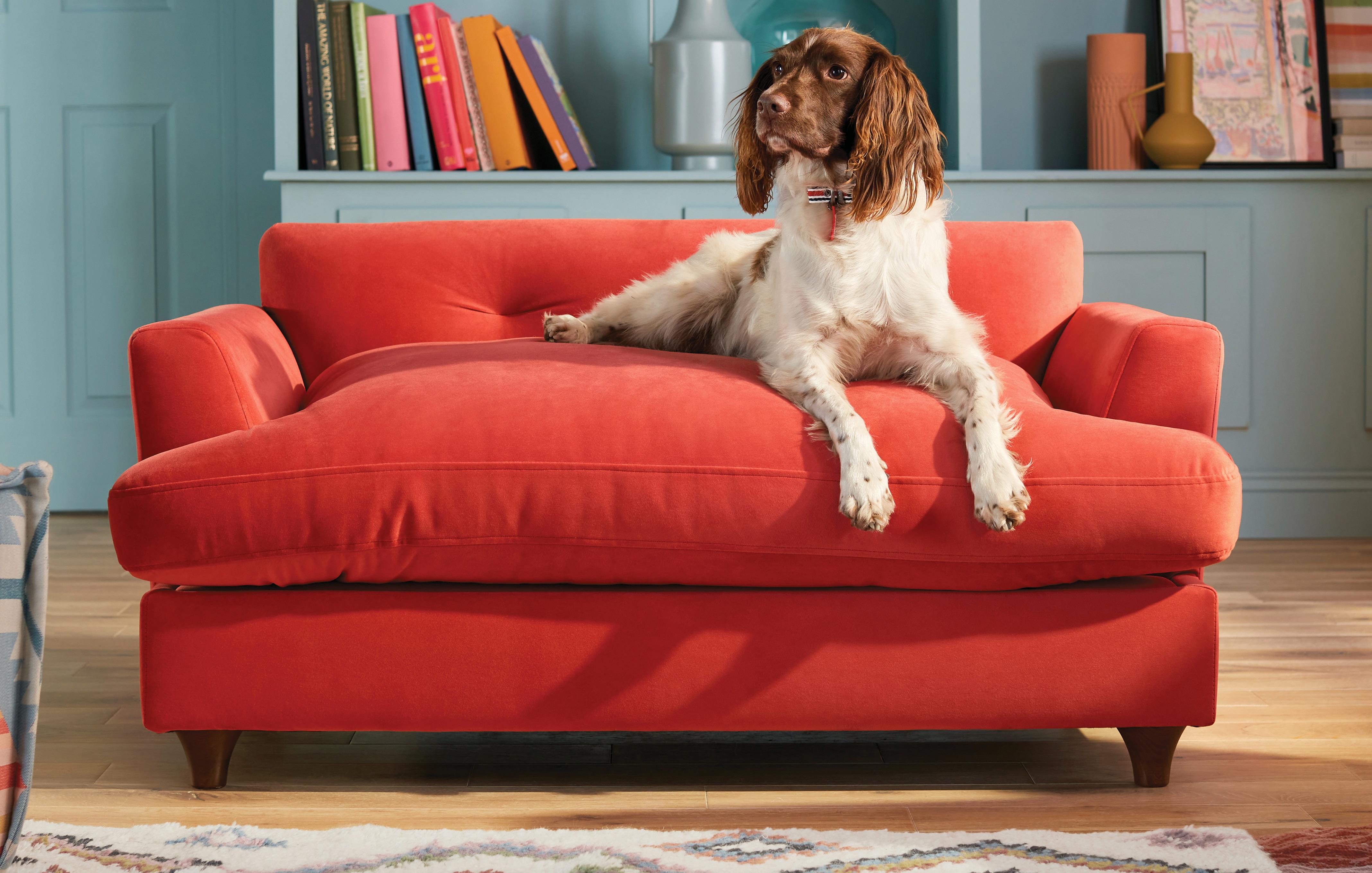 Fancy dog outlet sofa