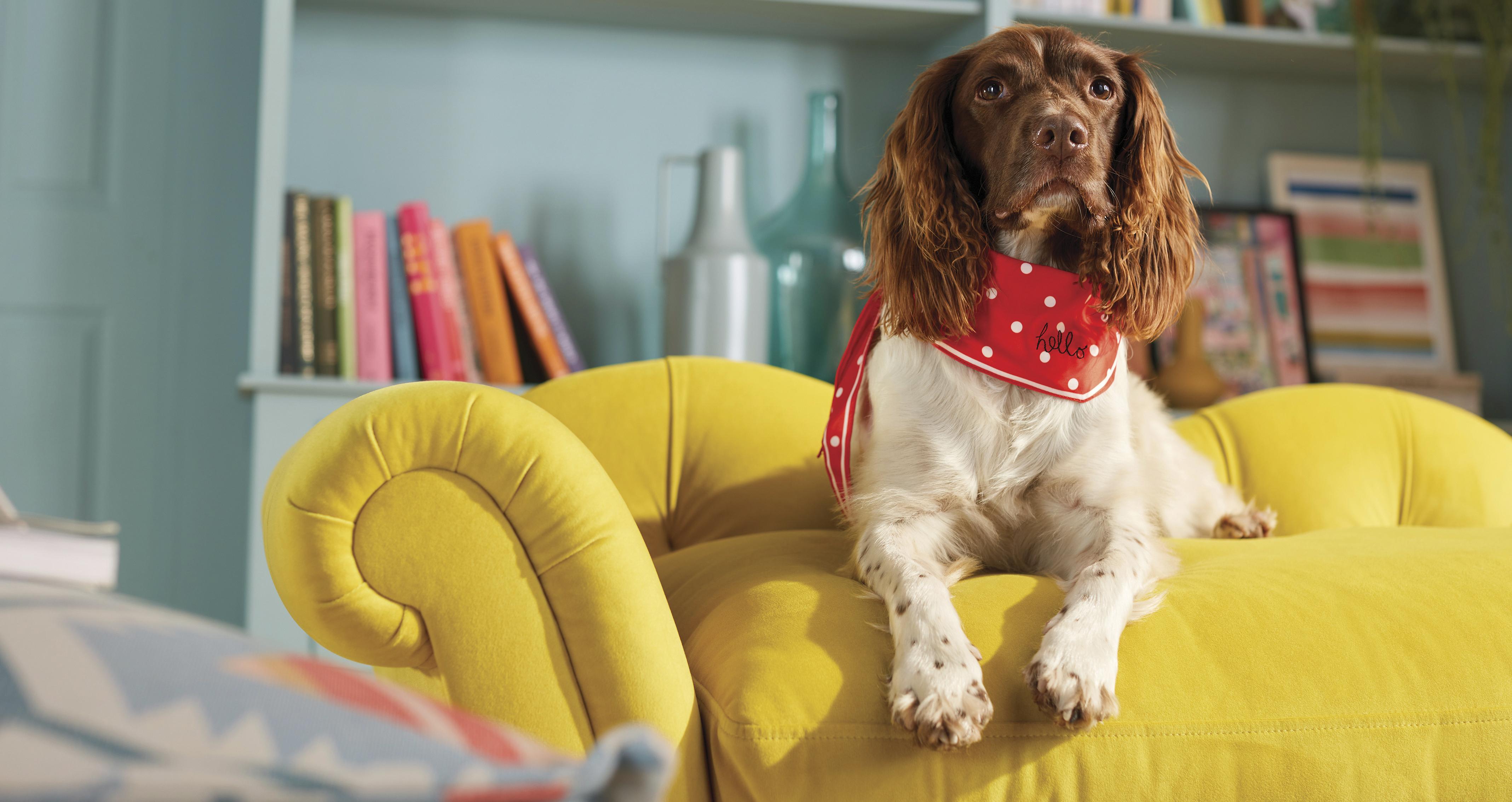windsorpetsofa_co_deluxevelvet_yellow_view3