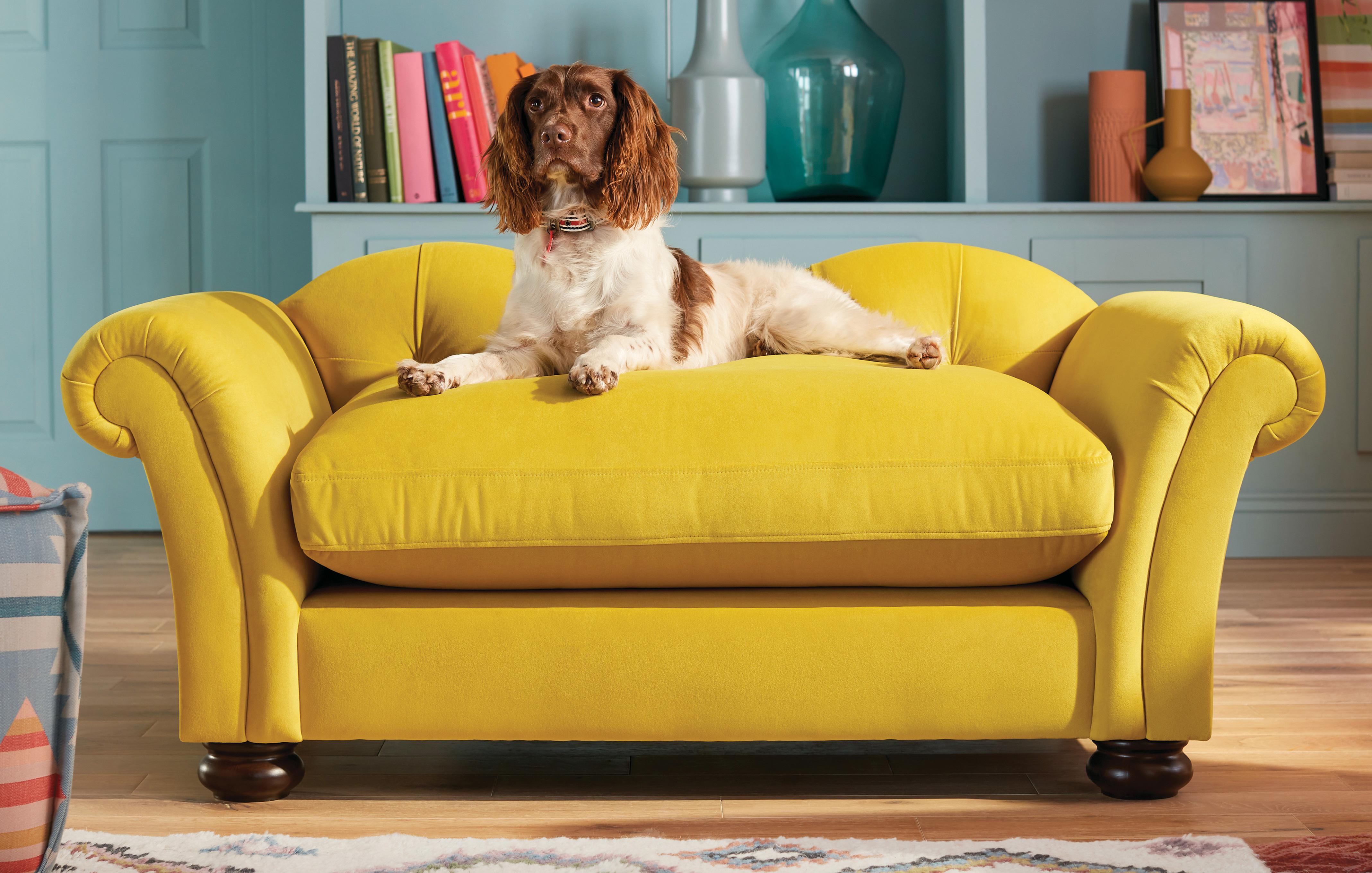 Big shop dog sofa